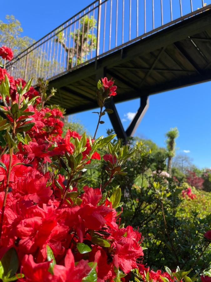 Terrazza Sul Lago Ameno Bagian luar foto